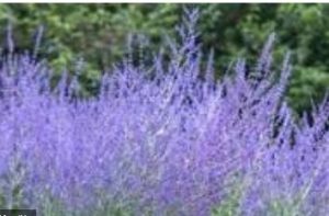اهمیت و جایگاه گیاه دارویی برازمبل (Perovskia abrotanoides Kar.)