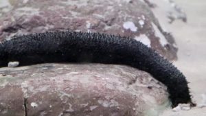 رعایت نکات مهم پس از زالو اندازی